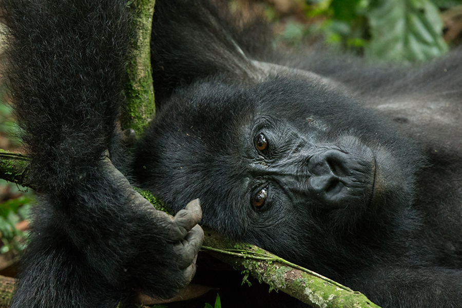 Track mountain gorillas in Bwindi and Volcanoes National Park. Custom gorilla trekking & habituation safaris in Rwanda & Uganda. Get your free quote today