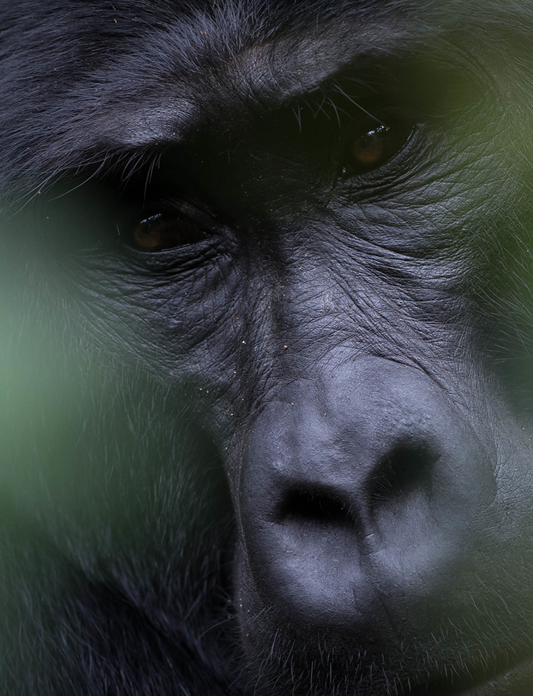 2-day Bwindi gorilla trek from Kigali? Get the full route, border crossing options, mid-range lodges, permit costs & what to pack