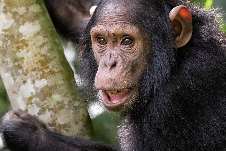 12-day Rwanda & Uganda safari combining gorilla trekking, chimp tracking, and savanna game drives. See the day-by-day route, top lodges & border tips