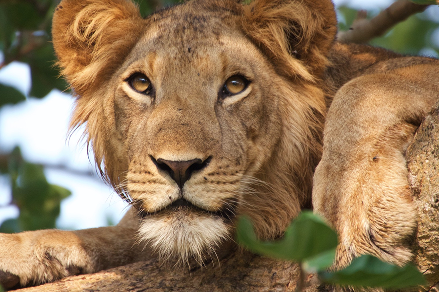 Explore Rwanda in 8 days: Big Five game drives in Akagera, chimp trekking in Nyungwe, and gorilla trekking in Volcanoes NP. Custom itinerary, permits included.