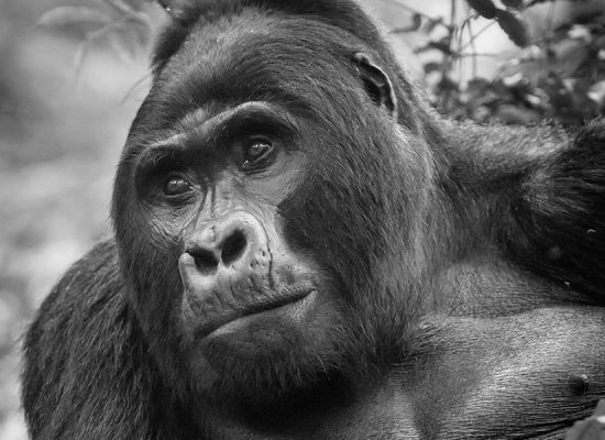 3-day Bwindi gorilla habituation safari from Kigali via Rushaga sector. Full day-by-day itinerary, border crossing tips, permits & lodge picks